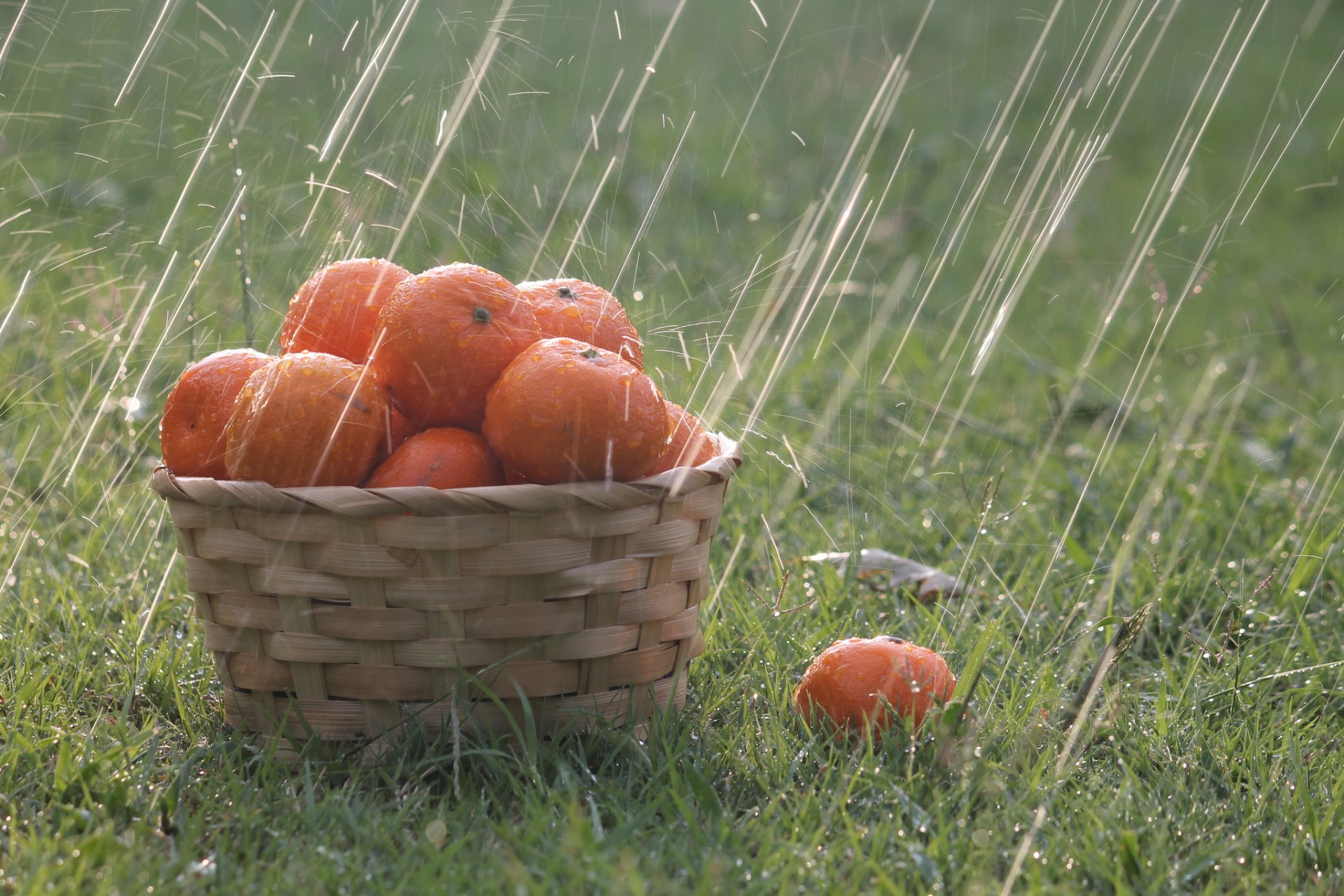 herbe panier oranges gouttes pluie