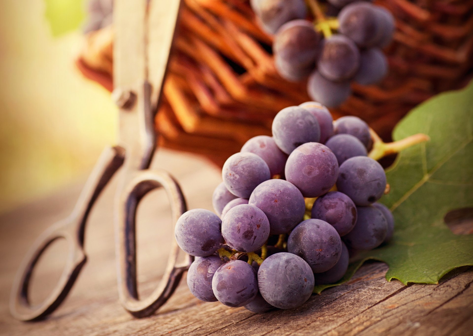 grapes berries leaves bunch of shopping scissors table autumn