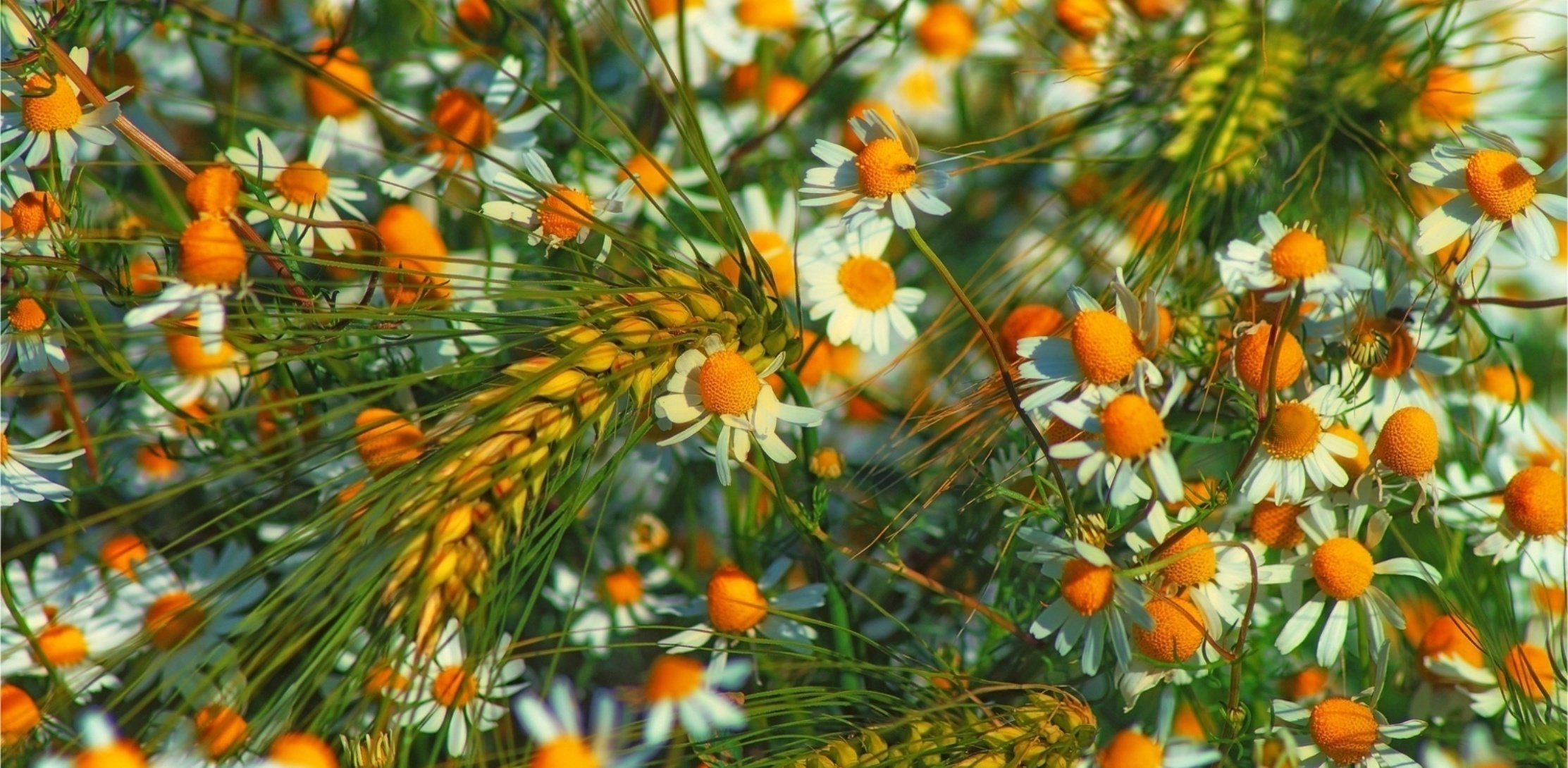 gänseblümchen ährchen sommer