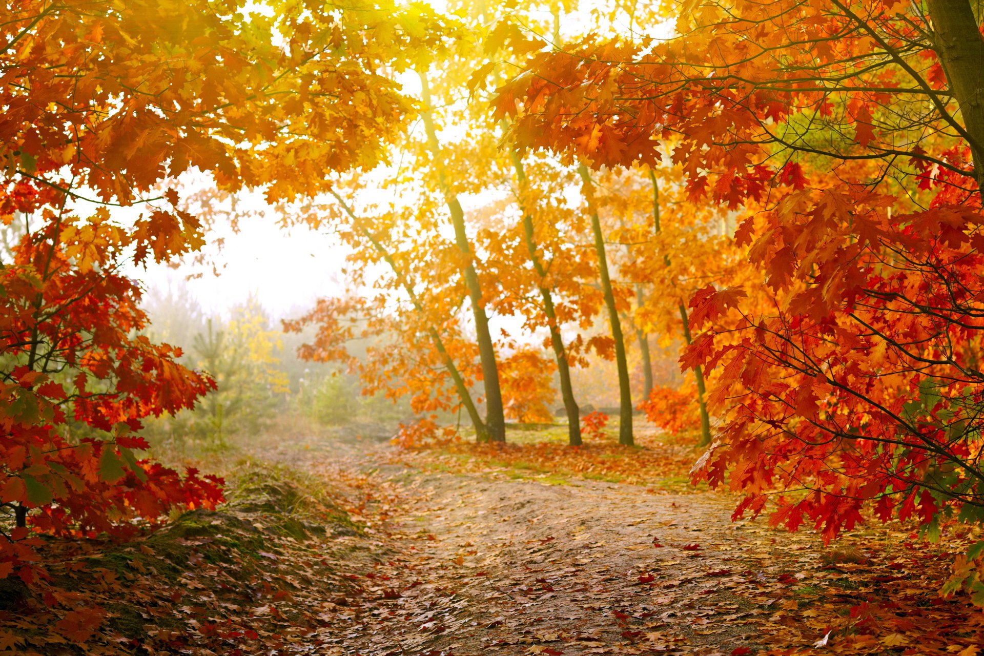 bosque camino árboles hojas naturaleza otoño