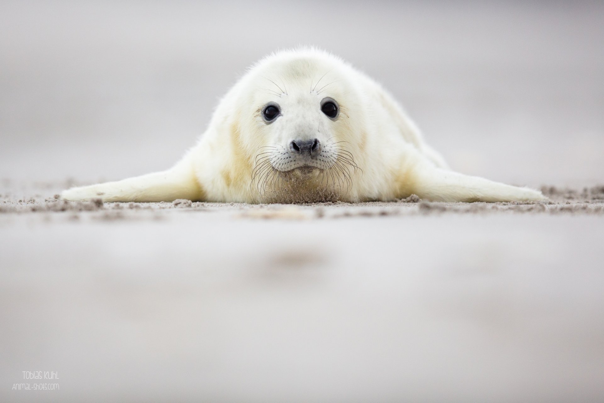 seal miente bebé cachorro vista