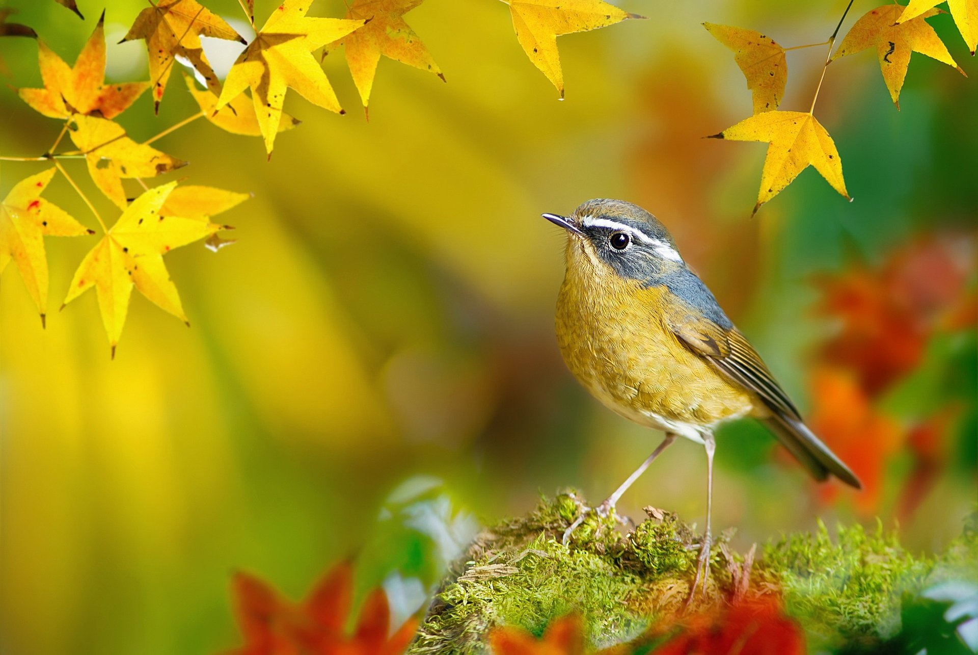 birds of the world bird white-browed bush-robin fuyi chen autumn taiwan photographer maple