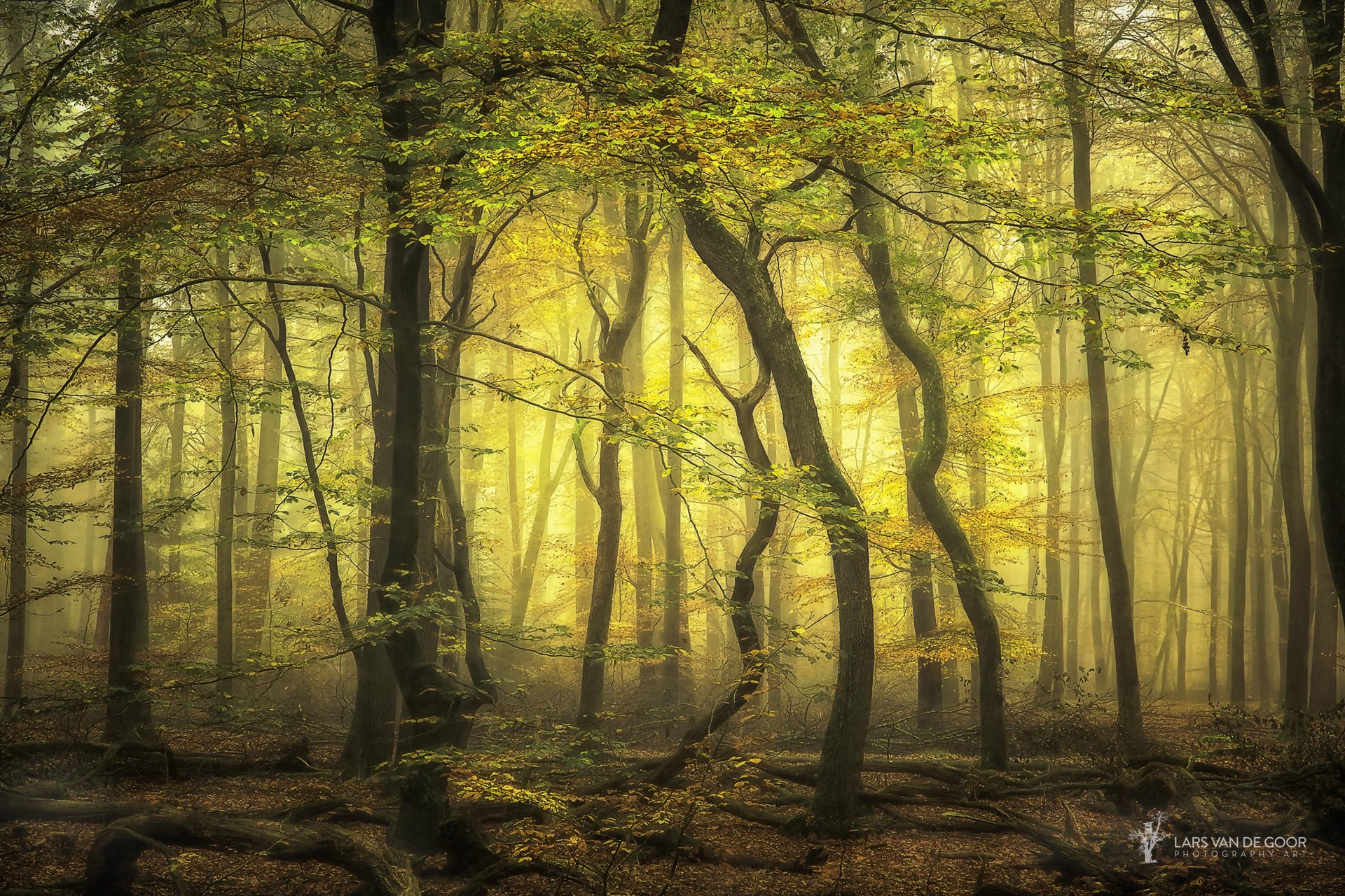 lars van de goor jesień holandia fotograf las drzewa mgła