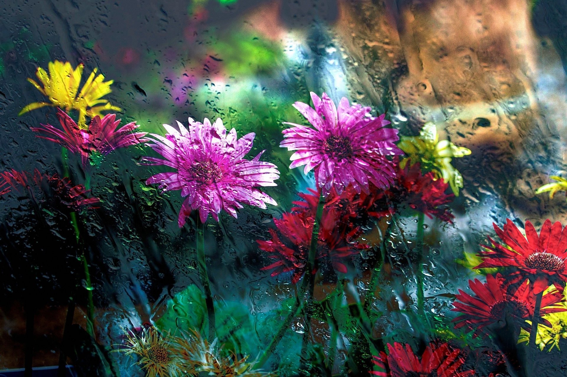 fleurs verre pluie