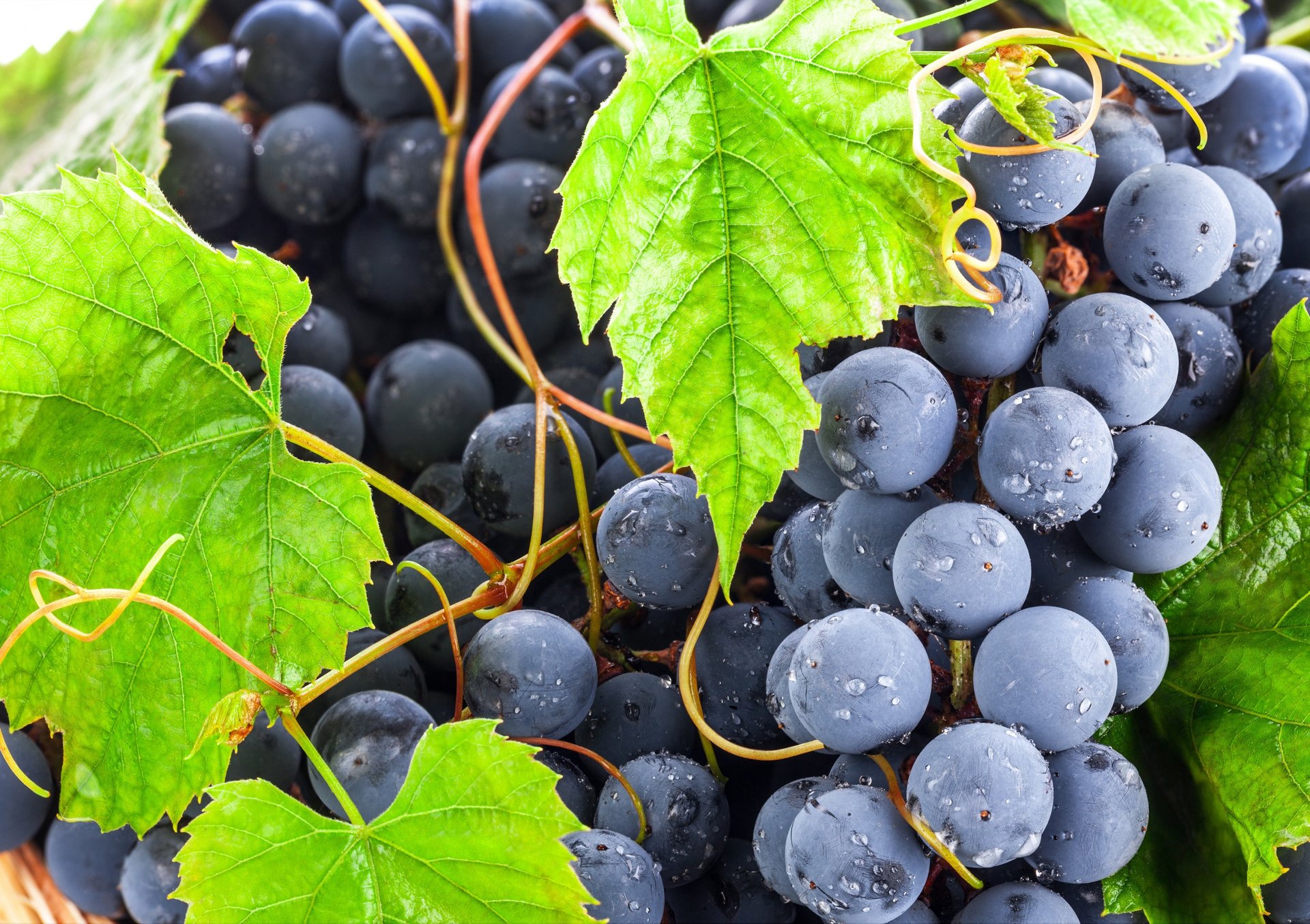 winogrona czerwony kiść jagody liście zielony krople makro