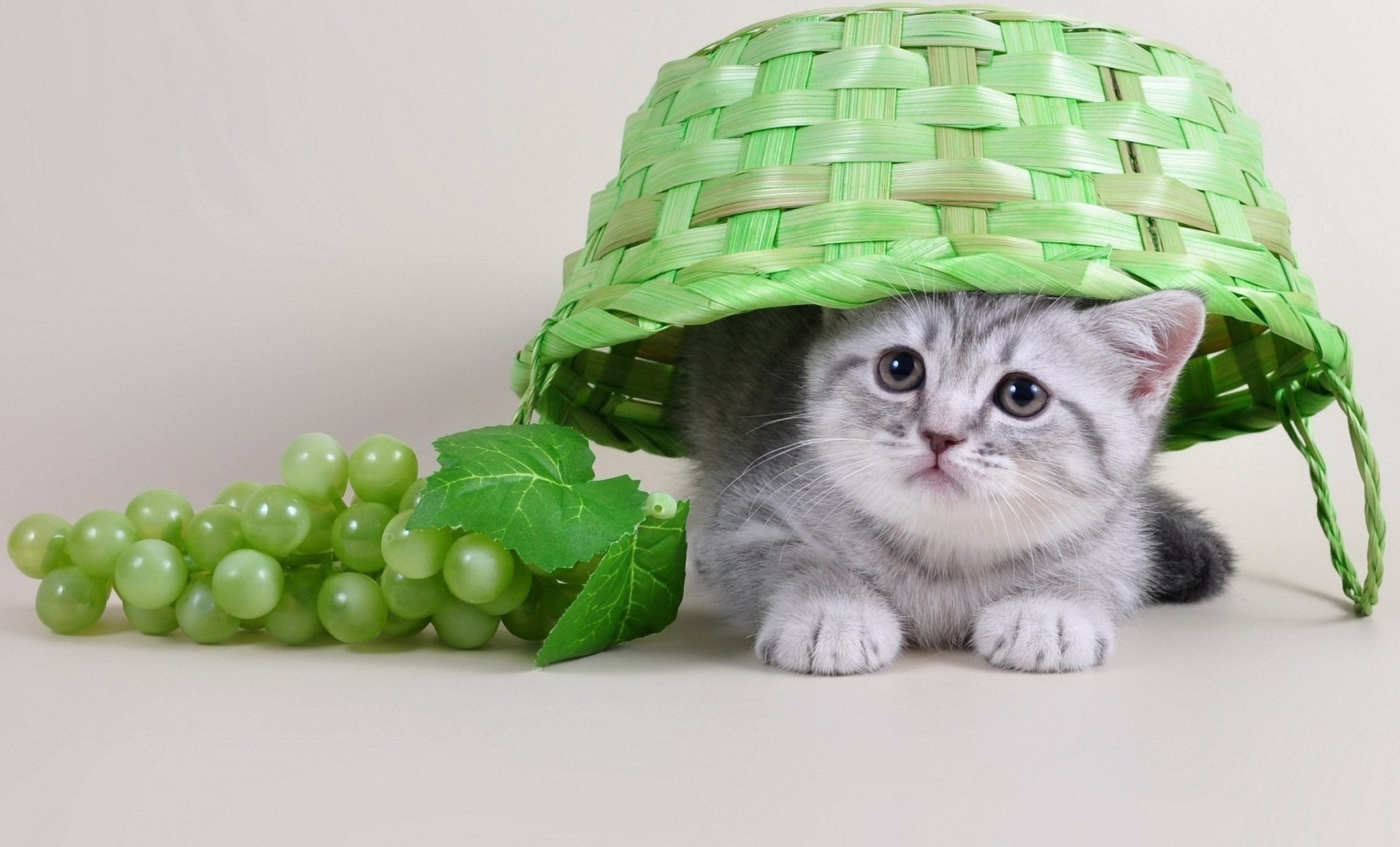 kitty basket grape