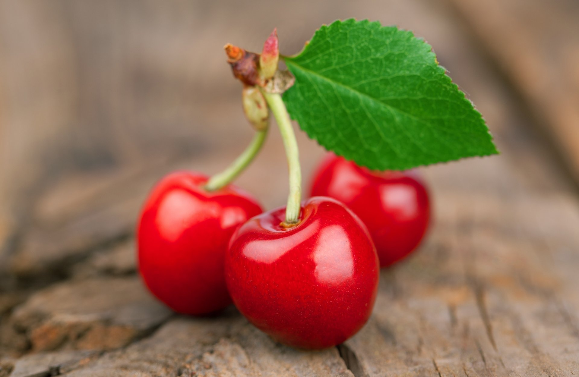 cherry fruit sprig leaf