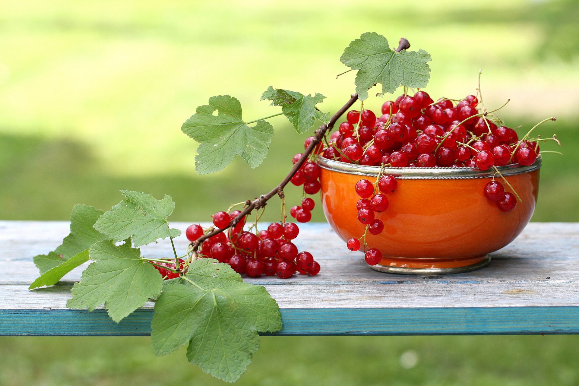 tasse groseille rouge jardin branche feuilles