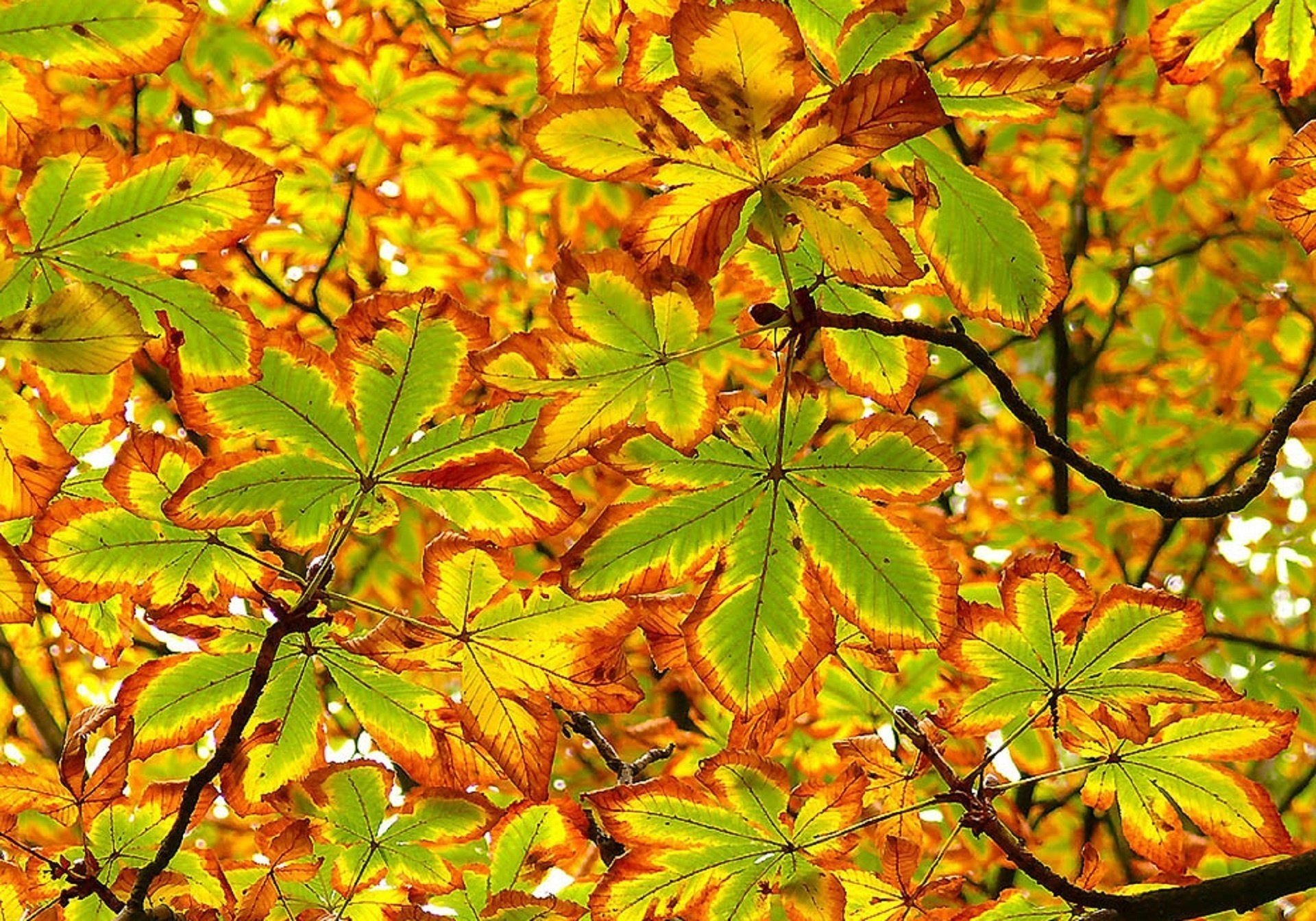 gold leaf autumn close-up