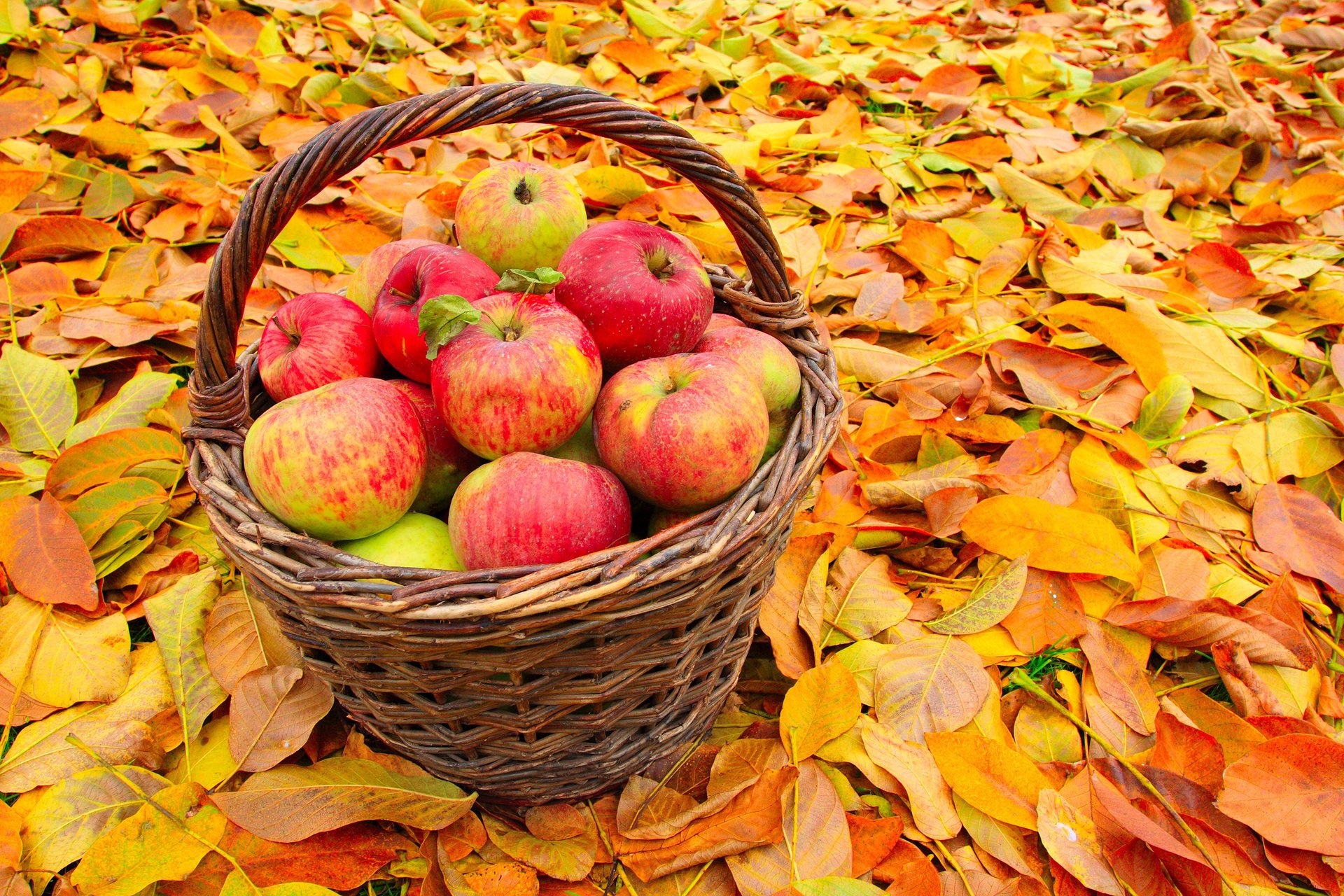 apples leaves autumn