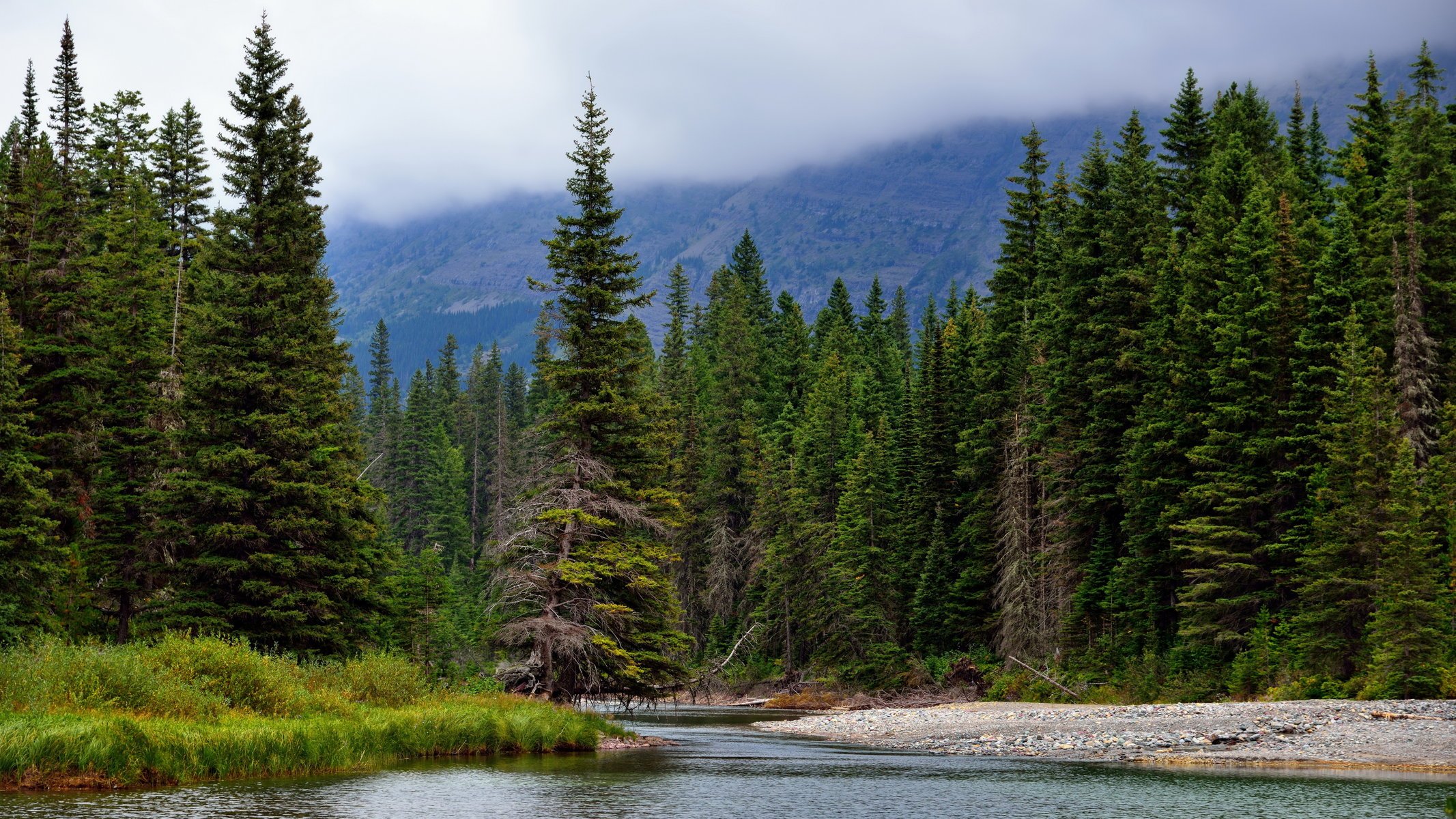 fluss wald fichte natur berge