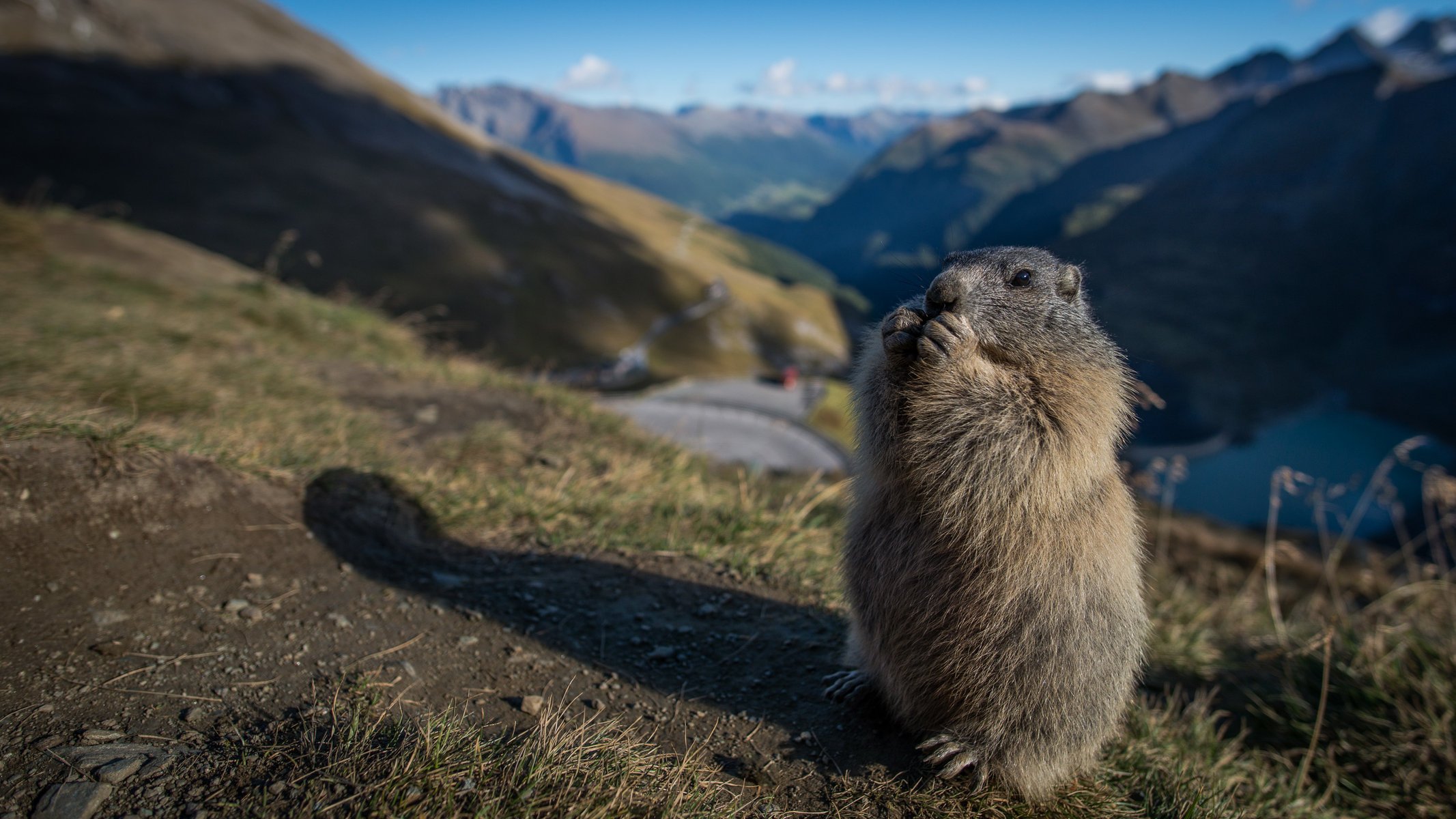 marmot roedor montañas piel