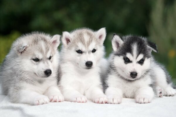 Three small husky puppies