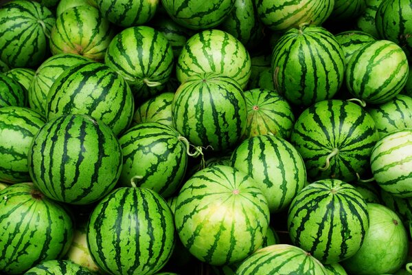 Berg Wassermelonen mit Streifen