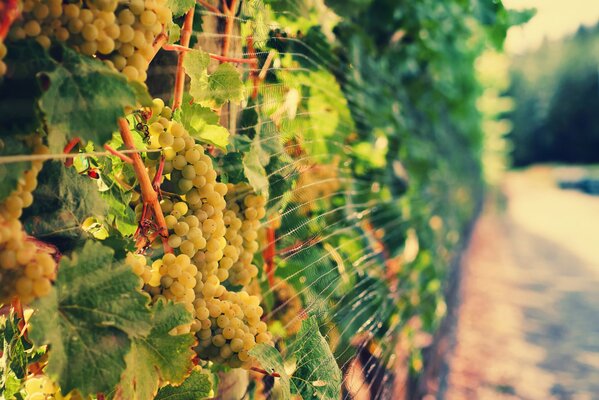 A vineyard with a vine on a sunny day