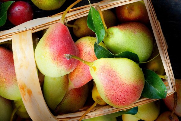 Harvest of pears in a basket. Pears with a red side