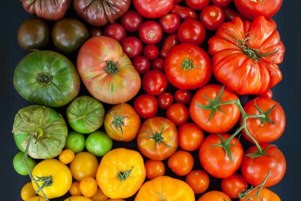 Paleta de colores de tomate brillante paraíso para el perfeccionista