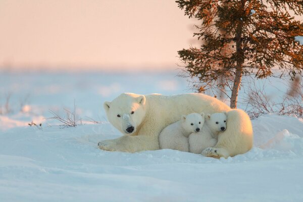 Ourse blanche avec des oursons au coucher du soleil