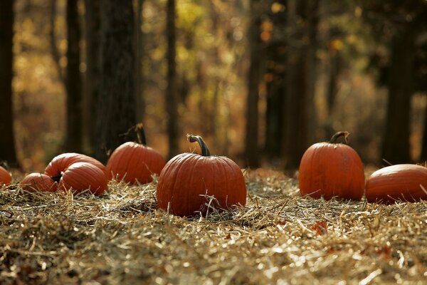 Zucche sull erba secca nella foresta autunnale