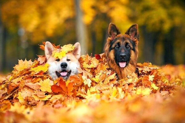 Dogs in yellow autumn leaves