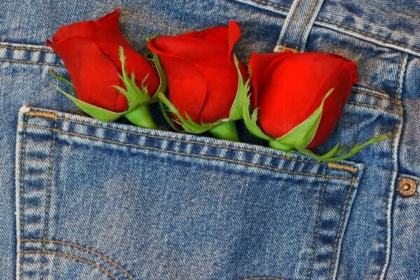 Three red roses in a denim pocket