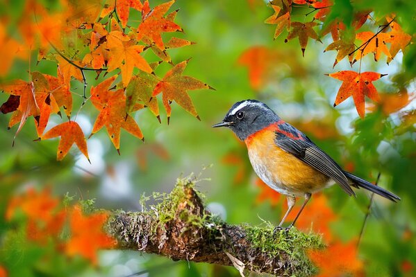 Kleiner Vogel auf einem Ahornzweig