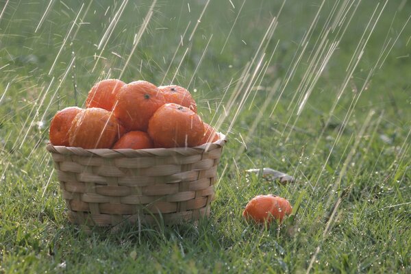 Korb mit Orangen im Regen auf dem Rasen