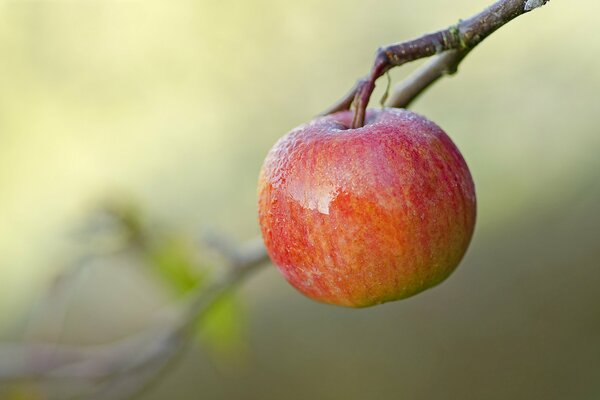 A lonely apple on a yellow background