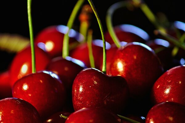 Cereza roja grande con ramitas