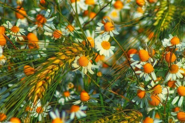 Plante de camomille en été le soir