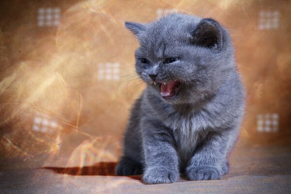 Pequeño gatito gris con una sonrisa. Lindo gatito enojado