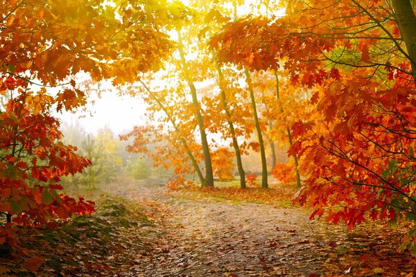 A path in the autumn forest among the trees