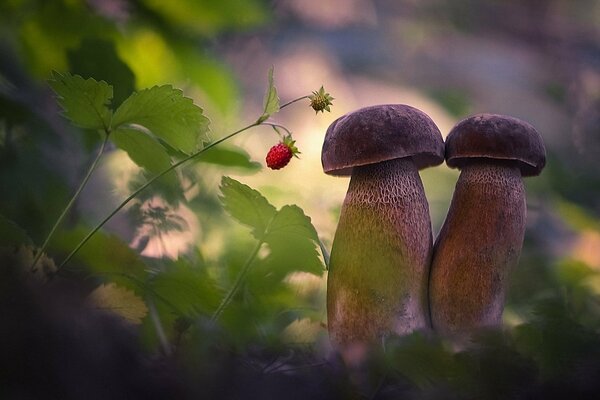 Zwei Pilze und Erdbeeren makro