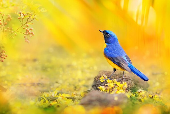 Oiseau lumineux. Oiseaux du monde