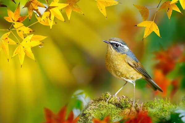 Little bird. Birds of the World