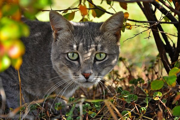 Die Schnauze einer grauen Katze. Herbstkatze auf dem Rasen