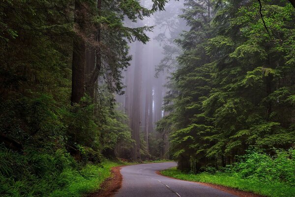 Strada attraverso la foresta nella nebbia