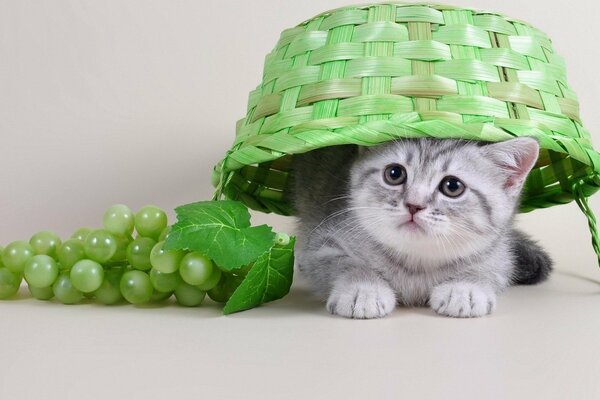 Chaton curieux dans le panier. Chaton et raisin. Cotonaturmort