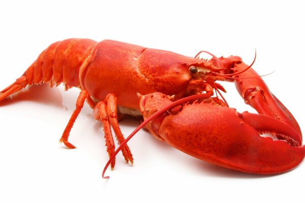 Red boiled crayfish on a white background