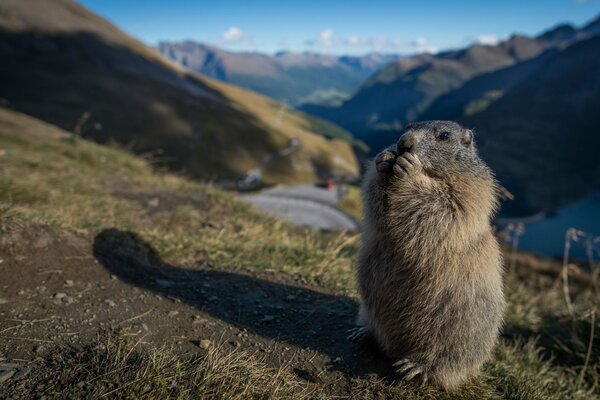 Flauschige Nagetier auf dem Hintergrund der Berge