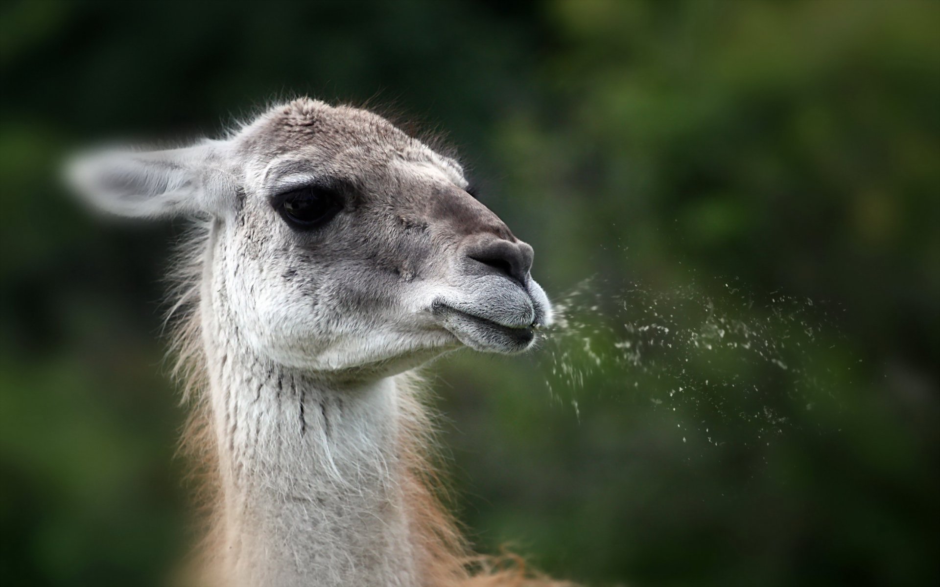 llama naturaleza fondo