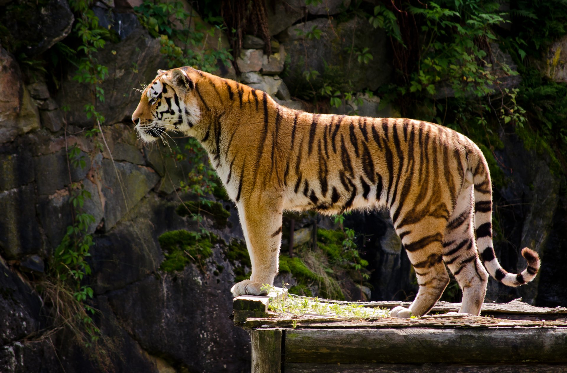 tier raubtier tiger aussehen profil farbe pfoten rock sommer blätter natur