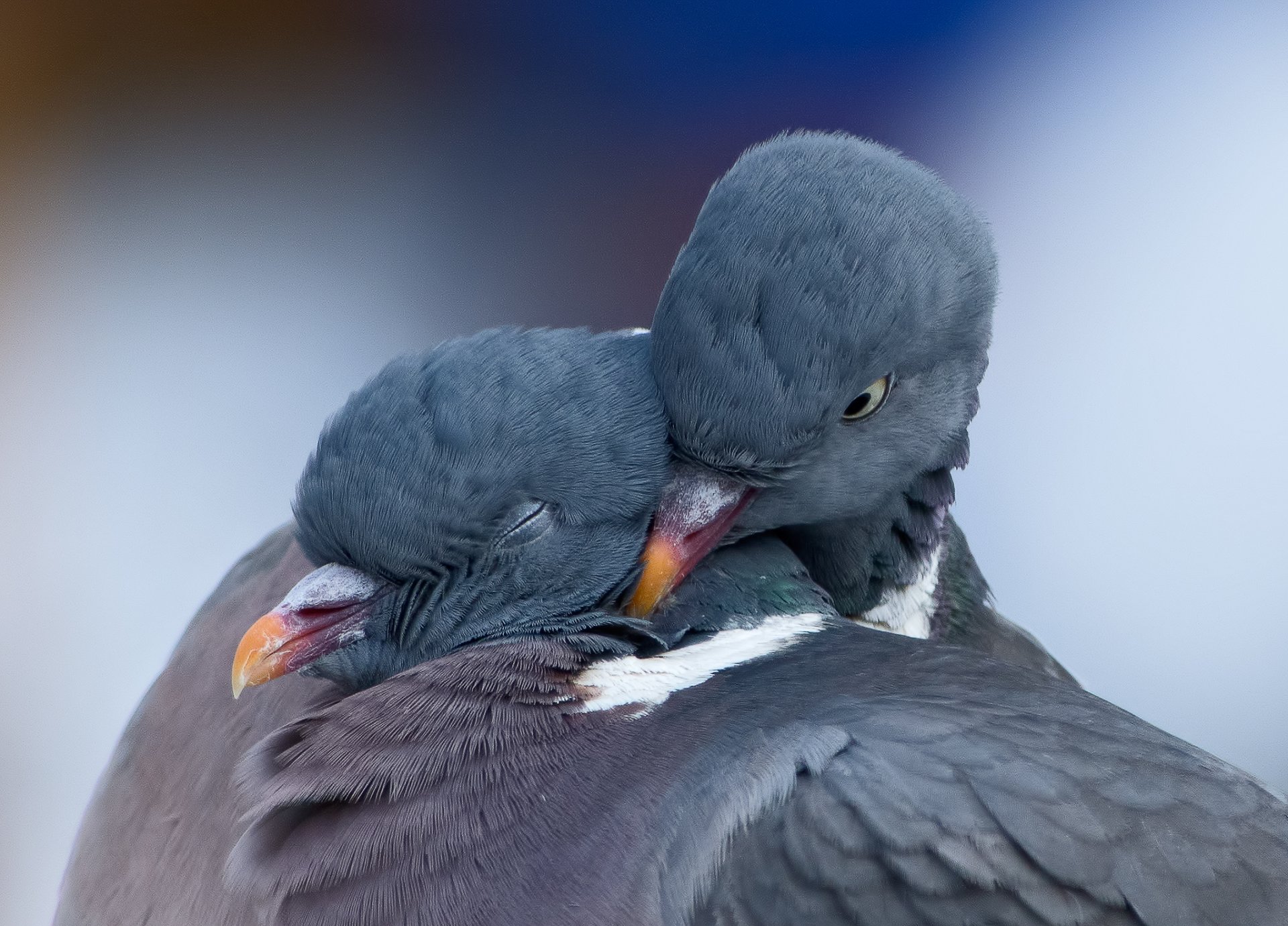 blue spring love birds the pair