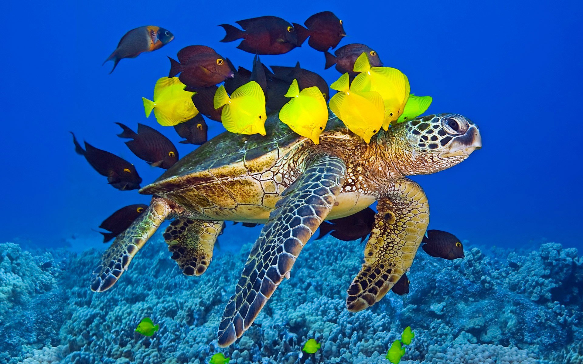 schildkröte ozean rudel fische unterwasser welt