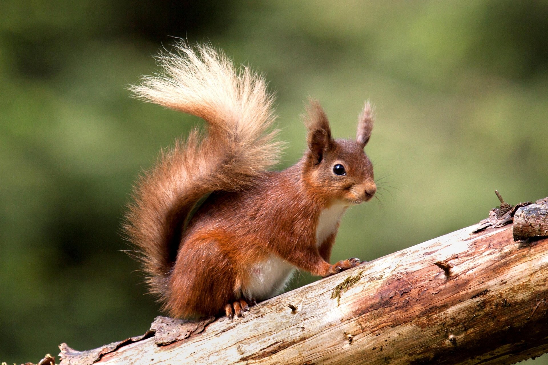 eichhörnchen balken rotschopf