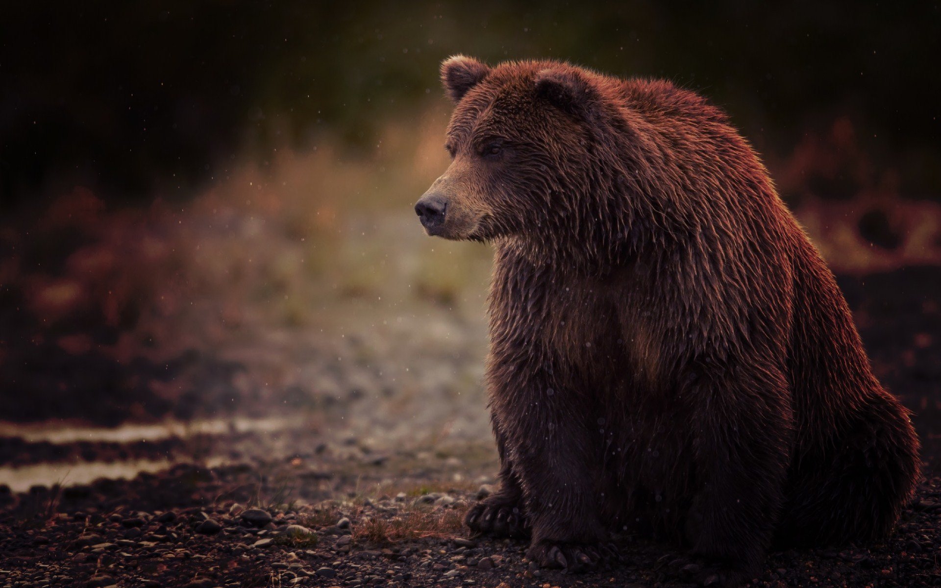 bear brown wet sitting bruin sits toed