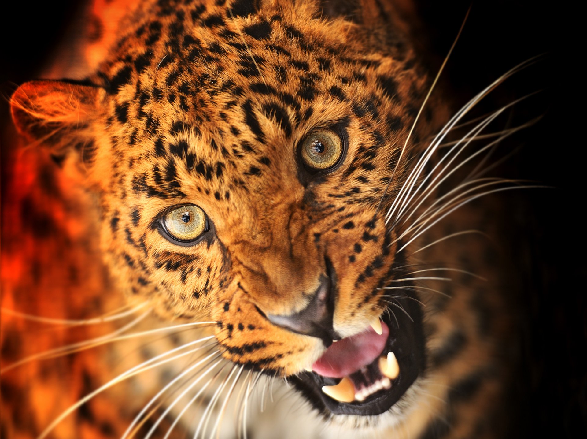 animals predator leopard face view suit fangs black background