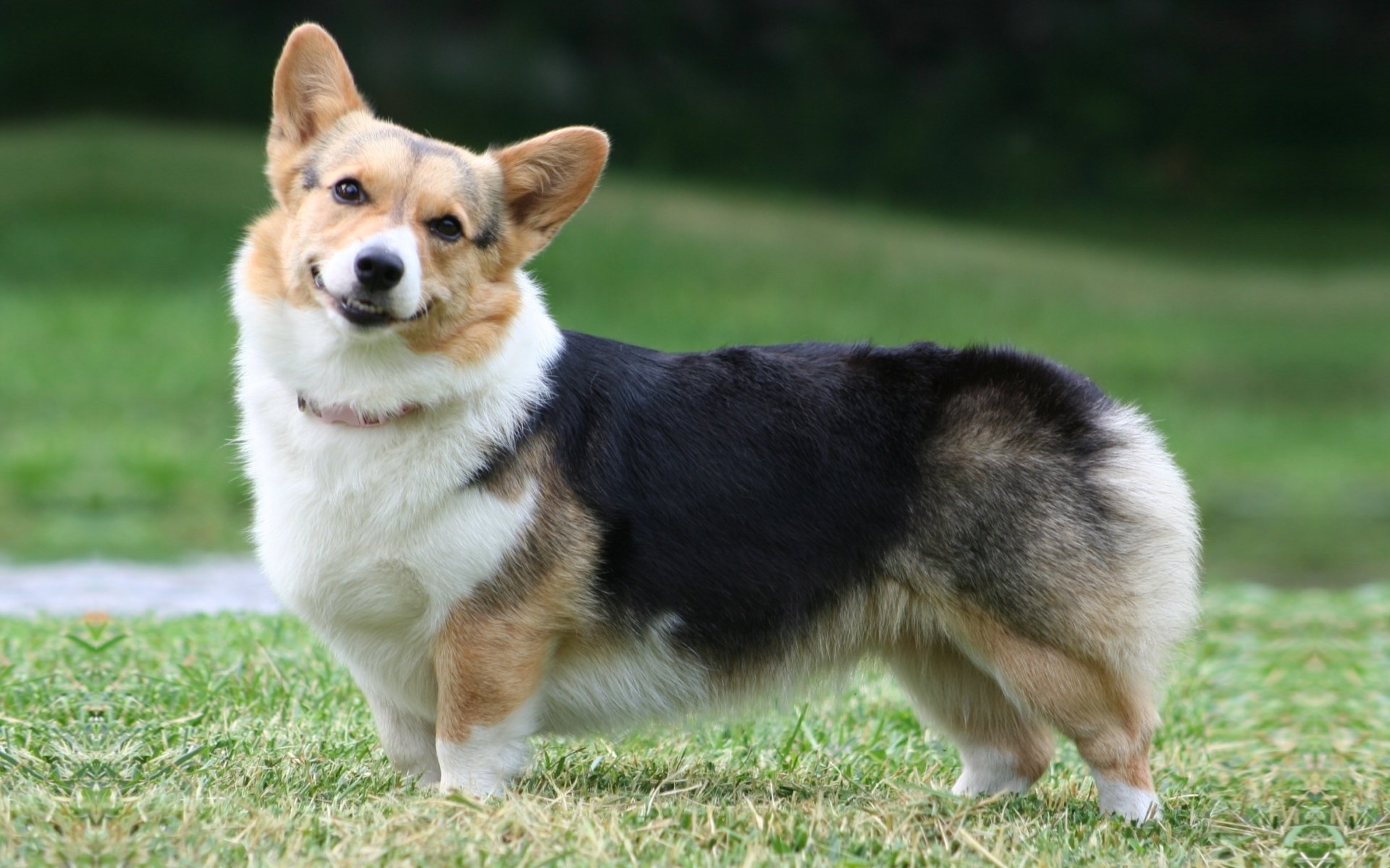 welsh corgi pembroke welsh corgi chien museau sourire oreilles.toile de fond