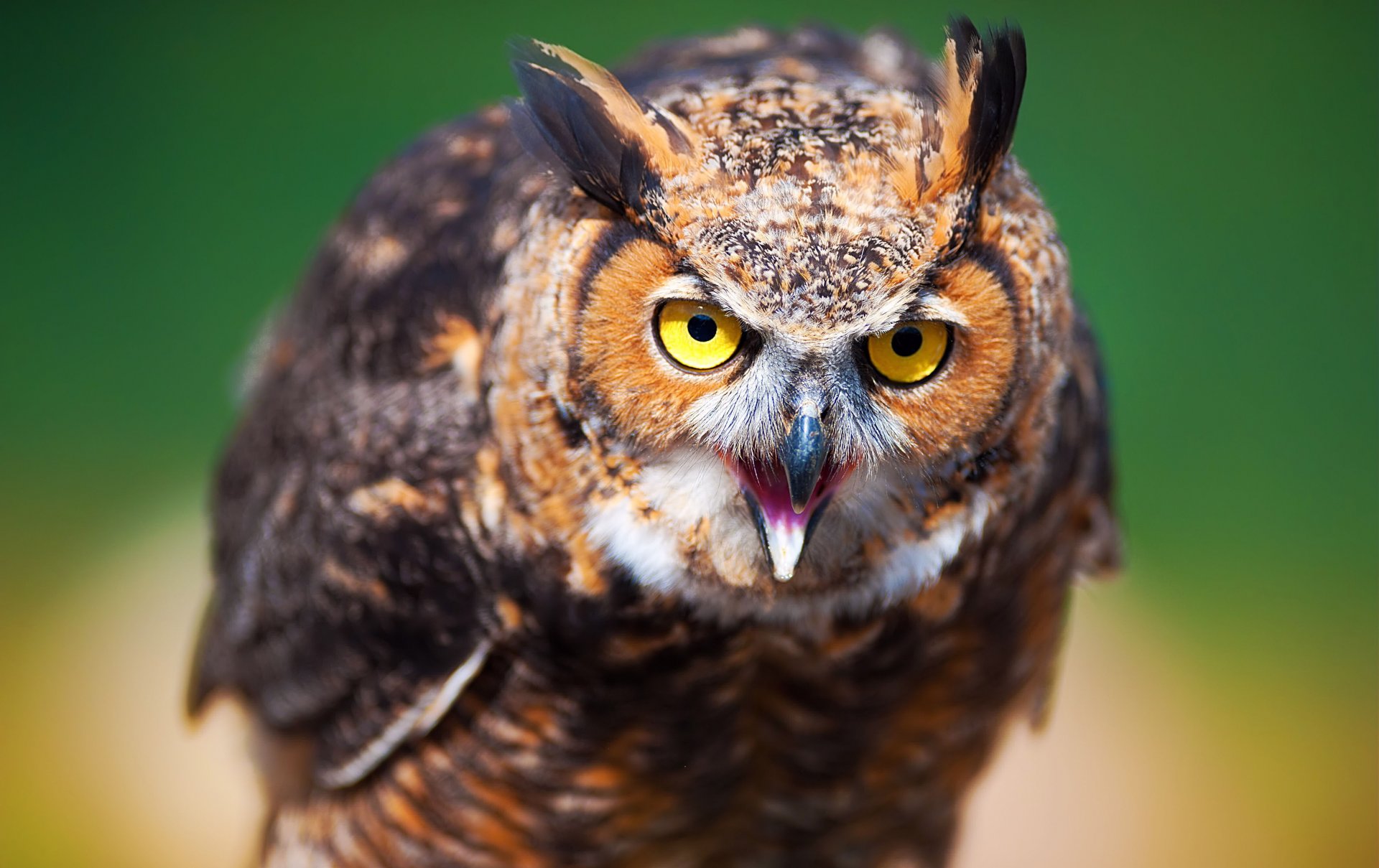 oiseau hibou fond