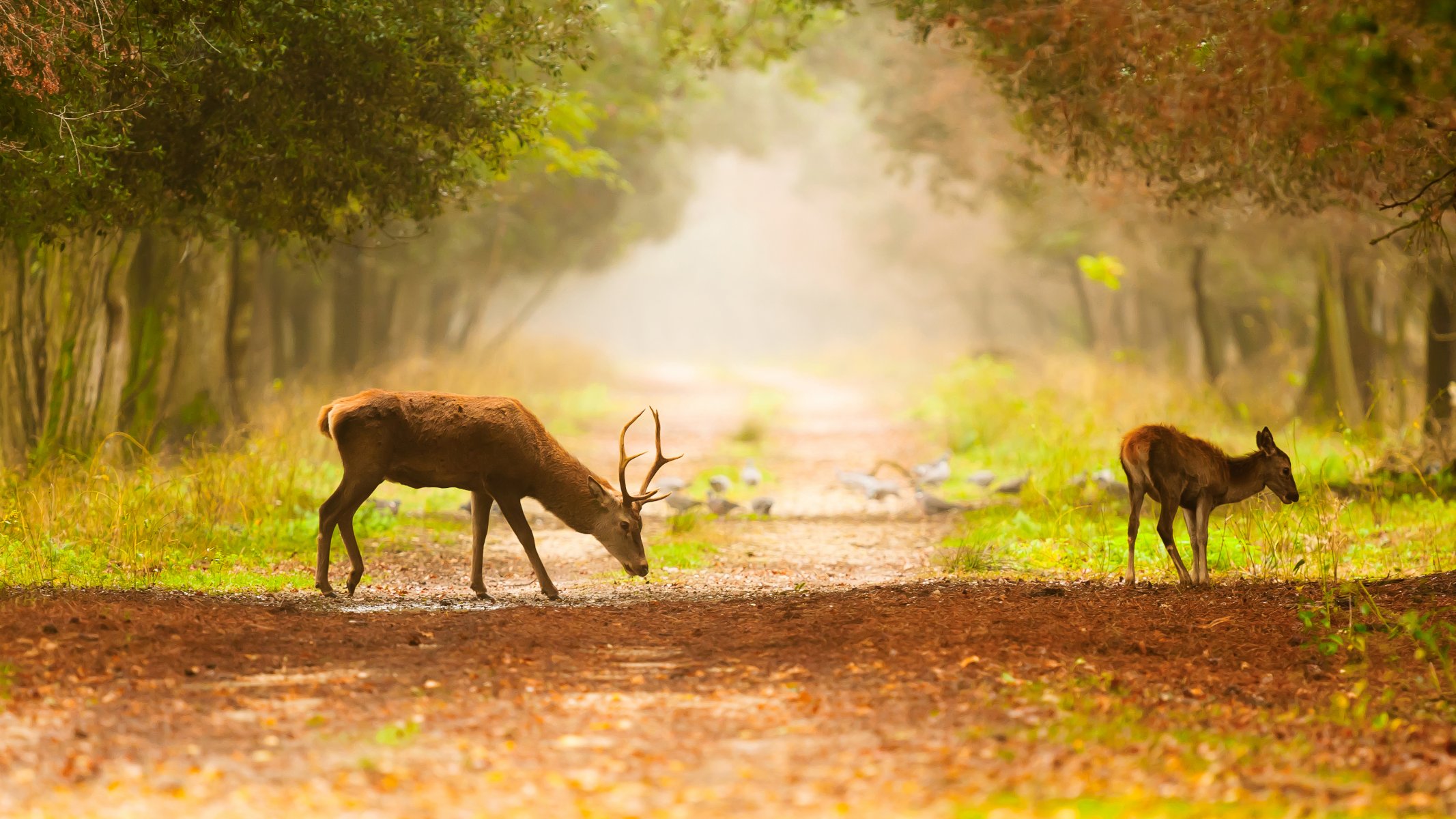 árboles camino niebla pájaros ciervos